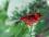 Glasvogel rot glanz, mit Glasfaserschwanz , 8,5cm, ..1 Stück