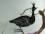 Glasvogel PFAU schwarz matt , 9cm/30cm, ..1 Stück