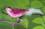 Glasvogel "rosa-pink", 8,5cm, ..1 Stück, mit 6 Swarovski-Steinchen