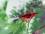 Glasvogel rot glanz, mit Glasfaserschwanz, 7,5cm, ..1 Stück