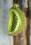 Kiwi aus Glas
