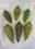 Zapfen, mundgeblasen grün/ olivgrün Mix, 16 und 12 cm, 6tlg Set